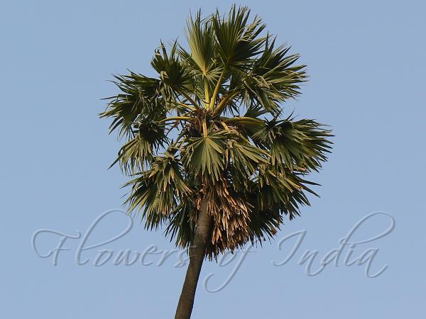 Palmyra Palm